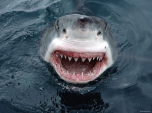 imán espanta tiburones